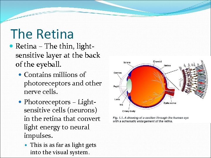 The Retina – The thin, lightsensitive layer at the back of the eyeball. Contains