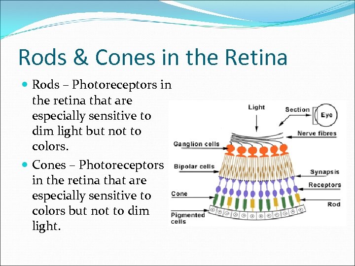 Rods & Cones in the Retina Rods – Photoreceptors in the retina that are