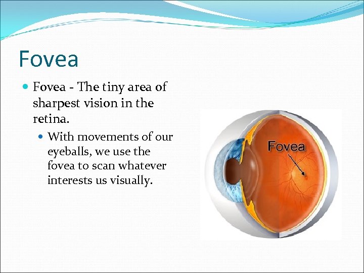 Fovea - The tiny area of sharpest vision in the retina. With movements of