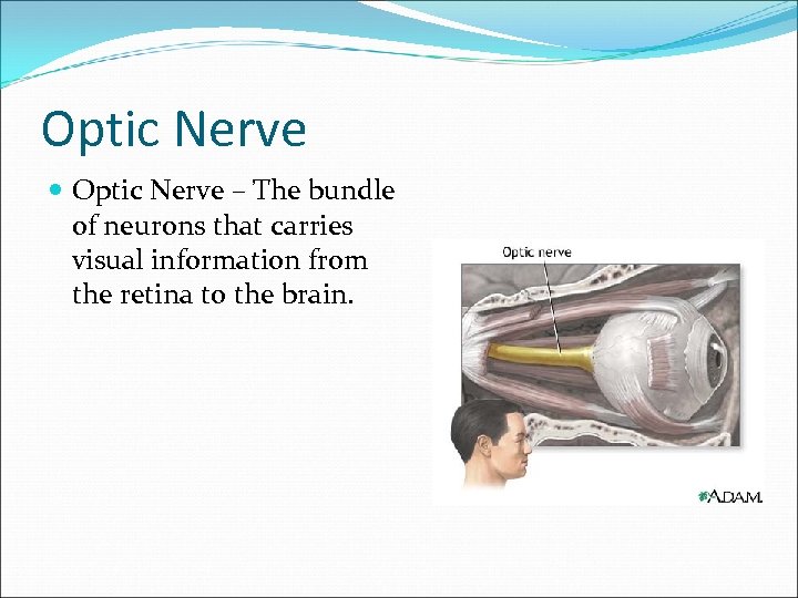 Optic Nerve – The bundle of neurons that carries visual information from the retina