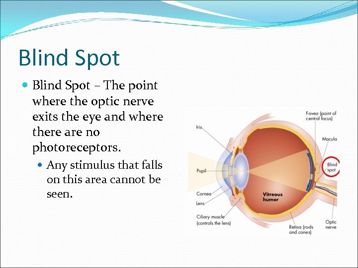 Blind Spot – The point where the optic nerve exits the eye and where