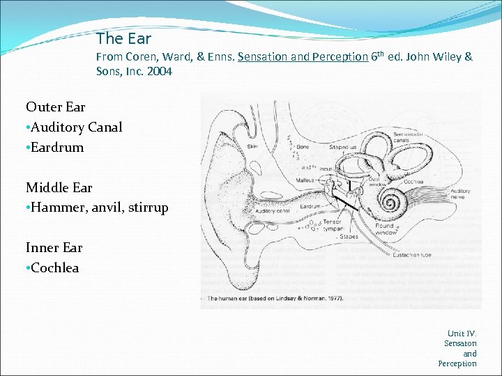 The Ear From Coren, Ward, & Enns. Sensation and Perception 6 th ed. John