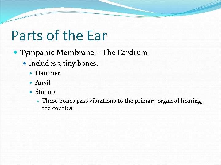 Parts of the Ear Tympanic Membrane – The Eardrum. Includes 3 tiny bones. Hammer