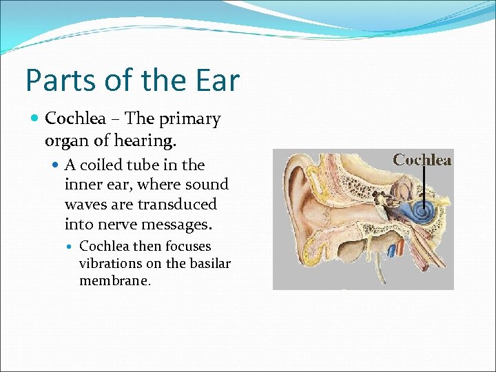 Parts of the Ear Cochlea – The primary organ of hearing. A coiled tube
