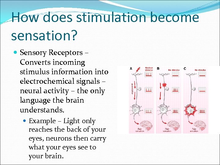 How does stimulation become sensation? Sensory Receptors – Converts incoming stimulus information into electrochemical