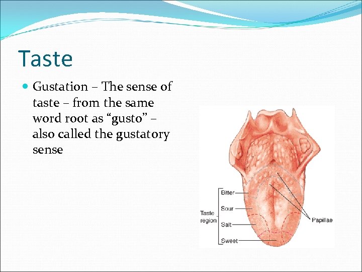 Taste Gustation – The sense of taste – from the same word root as