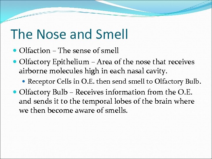 The Nose and Smell Olfaction – The sense of smell Olfactory Epithelium – Area