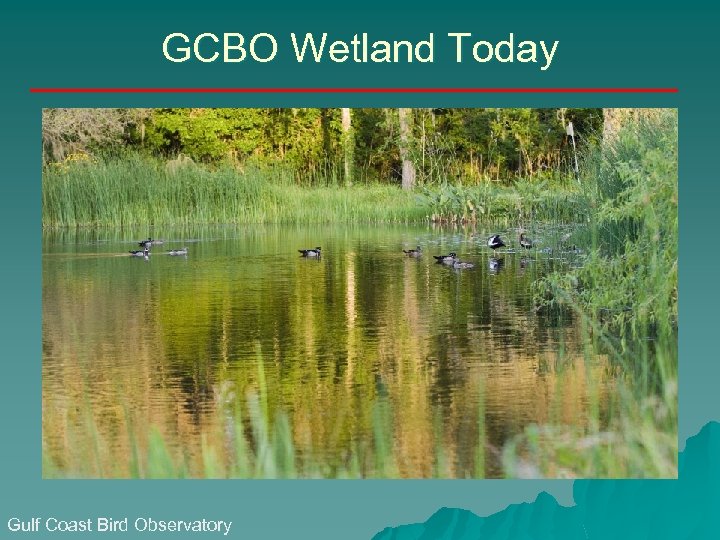 GCBO Wetland Today Gulf Coast Bird Observatory 