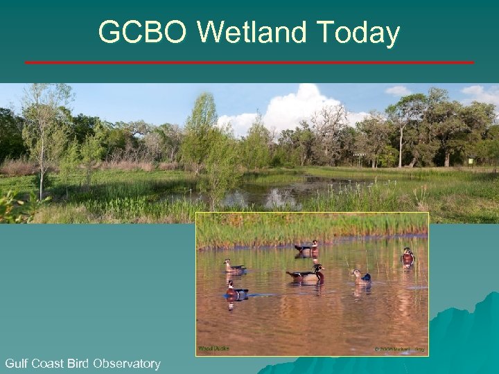GCBO Wetland Today Gulf Coast Bird Observatory 