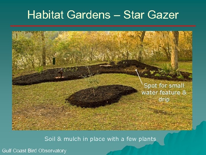 Habitat Gardens – Star Gazer Spot for small water feature & drip Soil &