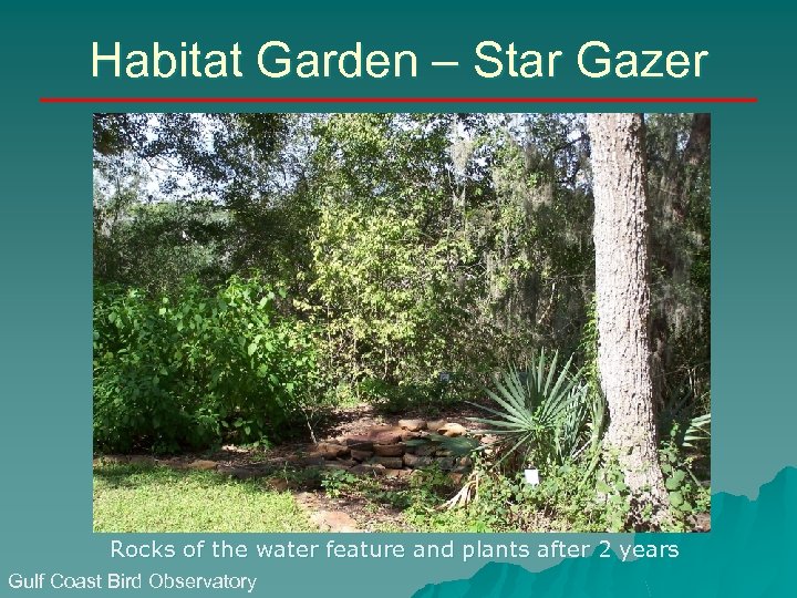 Habitat Garden – Star Gazer Rocks of the water feature and plants after 2