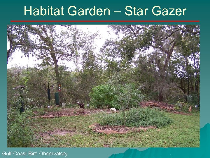 Habitat Garden – Star Gazer Gulf Coast Bird Observatory 