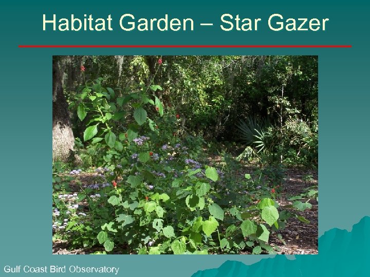 Habitat Garden – Star Gazer Gulf Coast Bird Observatory 