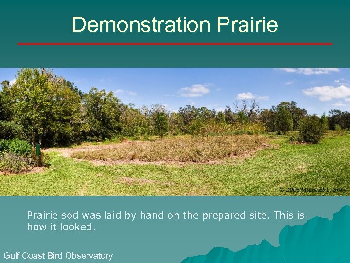 Demonstration Prairie sod was laid by hand on the prepared site. This is how