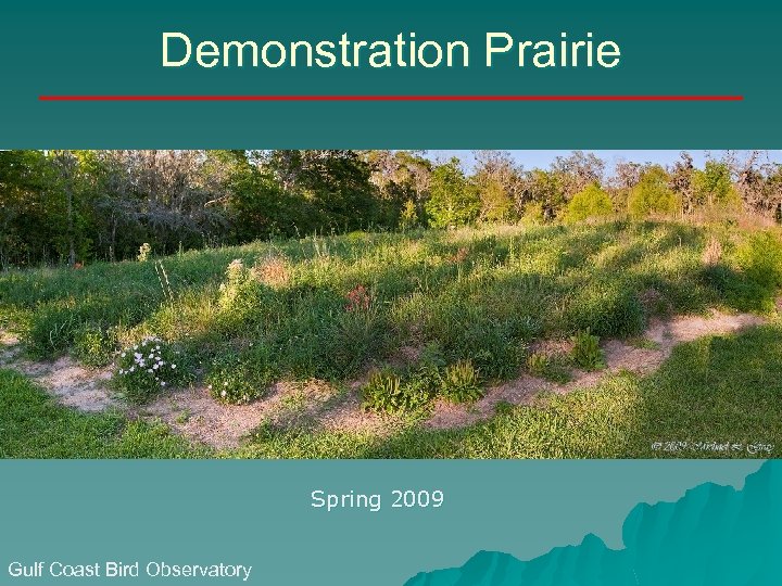 Demonstration Prairie Spring 2009 Gulf Coast Bird Observatory 