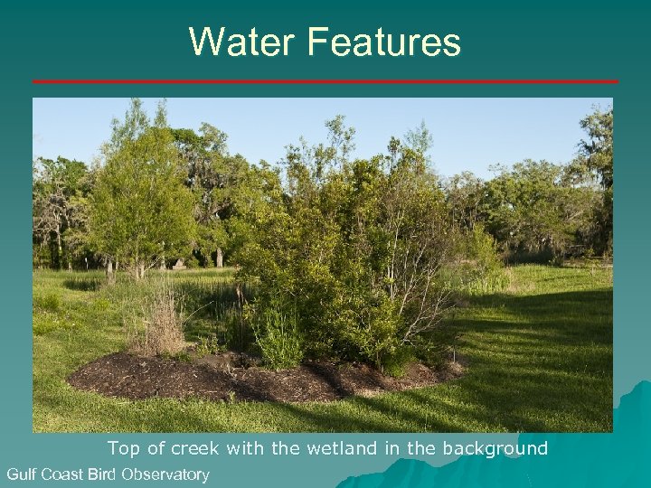 Water Features Top of creek with the wetland in the background Gulf Coast Bird