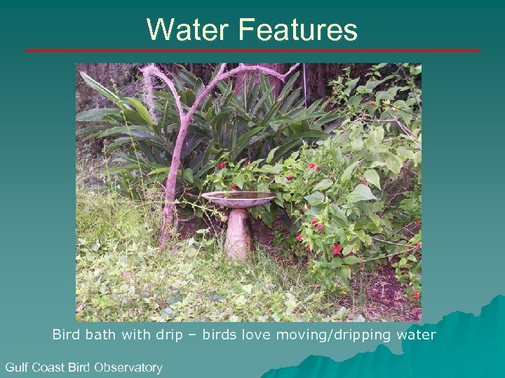 Water Features Bird bath with drip – birds love moving/dripping water Gulf Coast Bird