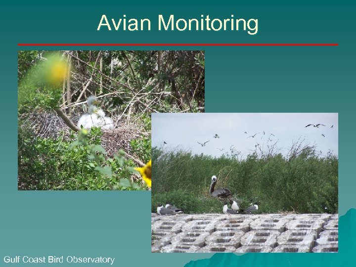 Avian Monitoring Gulf Coast Bird Observatory 