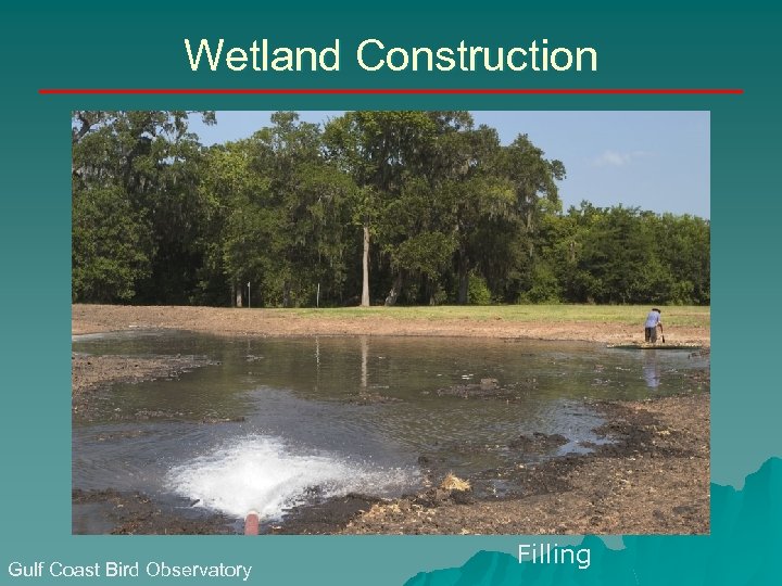 Wetland Construction Gulf Coast Bird Observatory Filling 