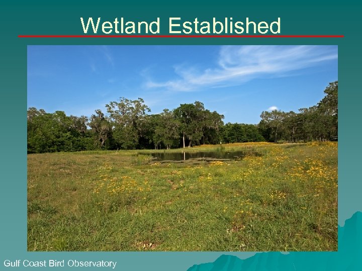 Wetland Established Gulf Coast Bird Observatory 