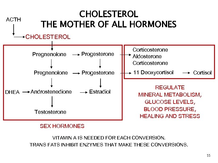 ACTH CHOLESTEROL THE MOTHER OF ALL HORMONES CHOLESTEROL Progesterone Corticosterone Aldosterone Corticosterone Pregnenolone Progesterone