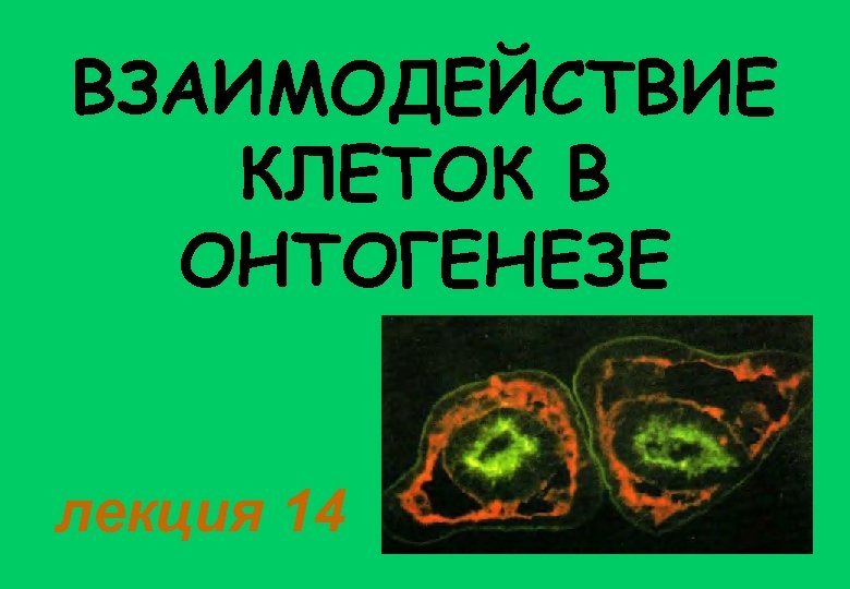 ВЗАИМОДЕЙСТВИЕ КЛЕТОК В ОНТОГЕНЕЗЕ лекция 14 