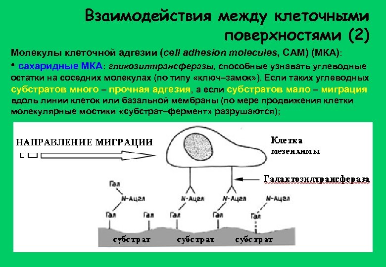 Клеточные взаимодействия