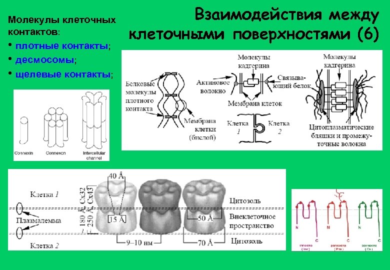 Оптимальной схемой приема микродозированных кок является