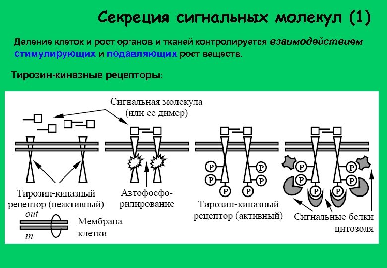 Контактные гельминтозы дополнить схему