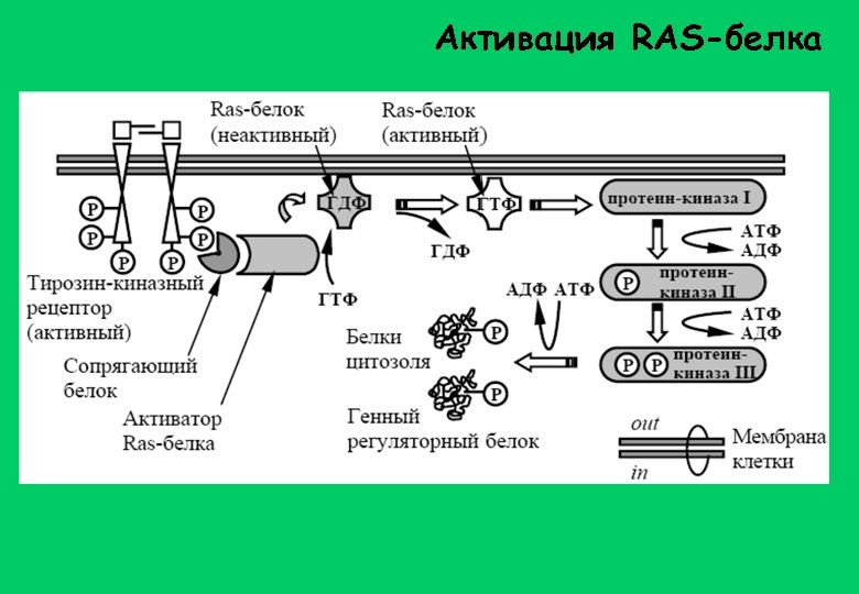 Активация RAS-белка 