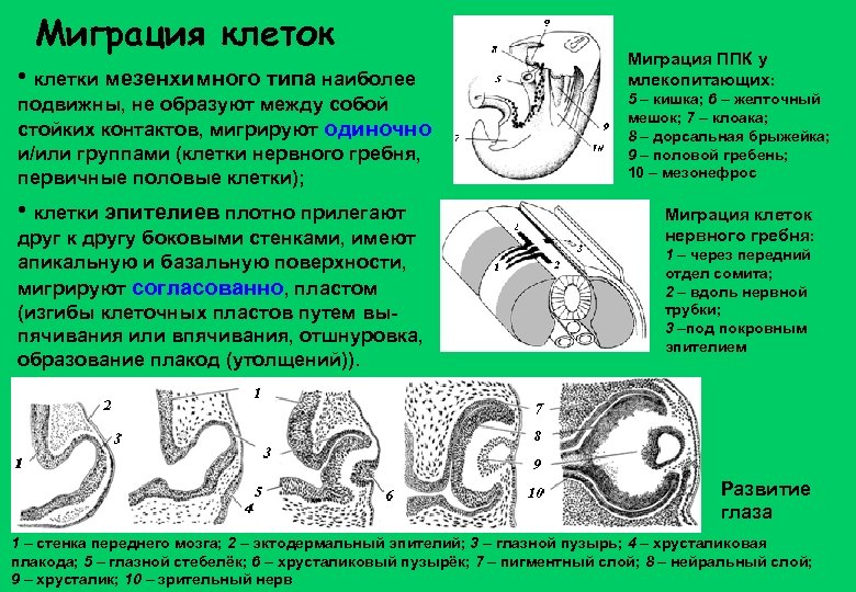 Примеры миграции клеток