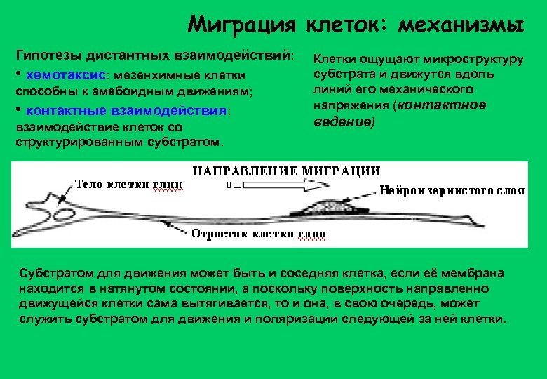 Миграция клеток: механизмы Гипотезы дистантных взаимодействий: • хемотаксис: мезенхимные клетки способны к амебоидным движениям;