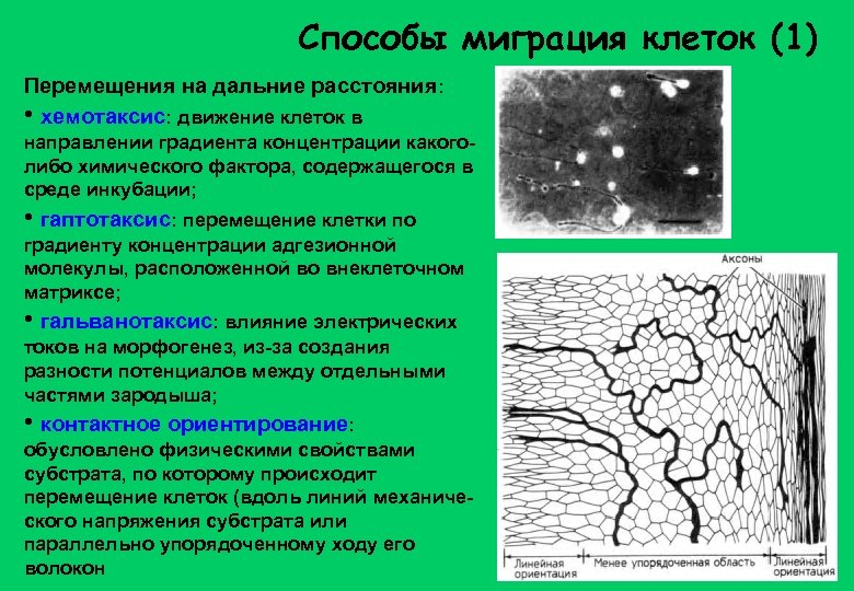 Способы миграция клеток (1) Перемещения на дальние расстояния: • хемотаксис: движение клеток в направлении