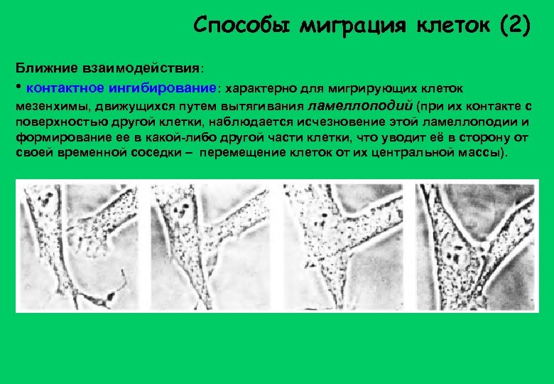 Способы миграция клеток (2) Ближние взаимодействия: • контактное ингибирование: характерно для мигрирующих клеток мезенхимы,