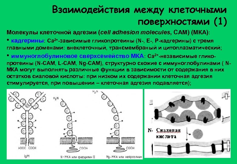 Взаимодействие клеток