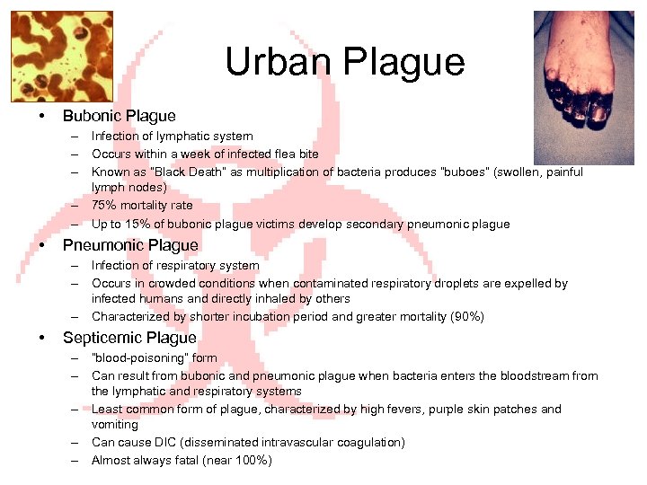 Urban Plague • Bubonic Plague – Infection of lymphatic system – Occurs within a