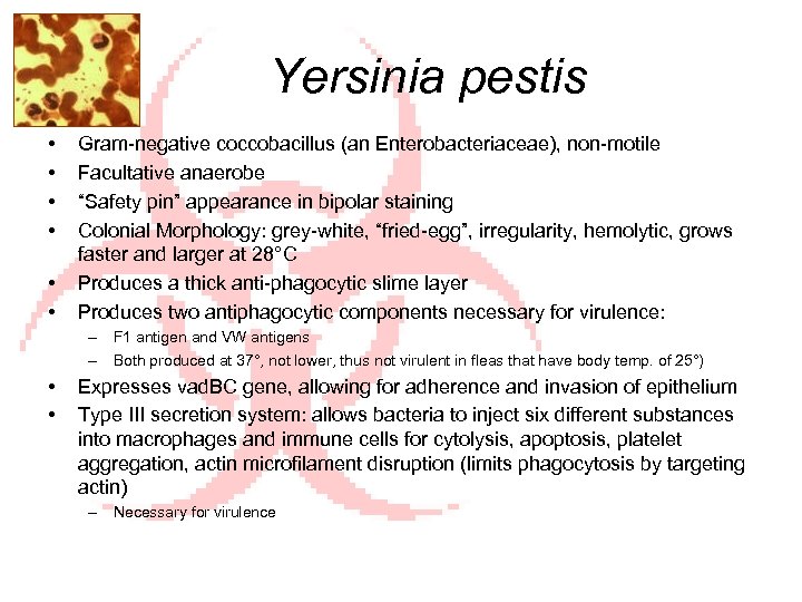 Yersinia pestis • • • Gram-negative coccobacillus (an Enterobacteriaceae), non-motile Facultative anaerobe “Safety pin”