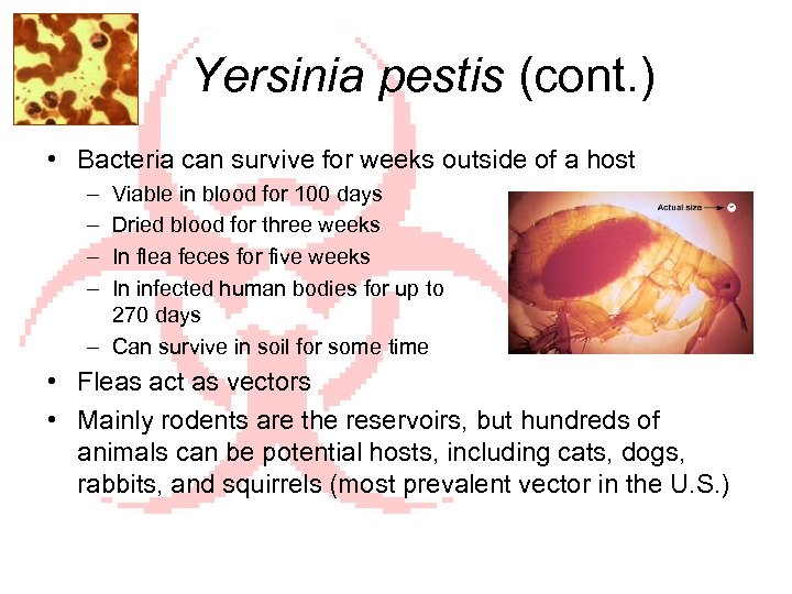 Yersinia pestis (cont. ) • Bacteria can survive for weeks outside of a host