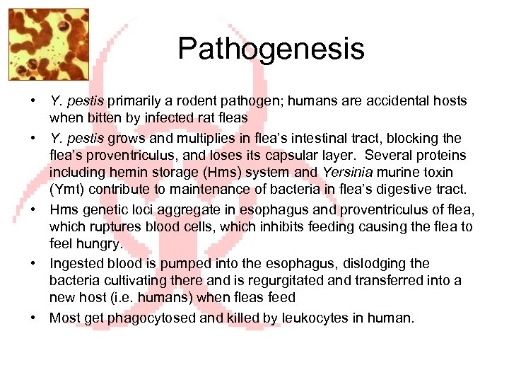 Pathogenesis • Y. pestis primarily a rodent pathogen; humans are accidental hosts when bitten