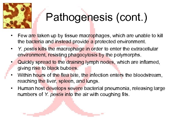 Pathogenesis (cont. ) • Few are taken up by tissue macrophages, which are unable