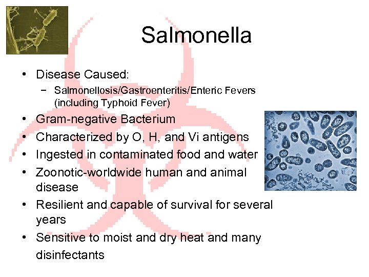 Salmonella • Disease Caused: − Salmonellosis/Gastroenteritis/Enteric Fevers (including Typhoid Fever) • • Gram-negative Bacterium