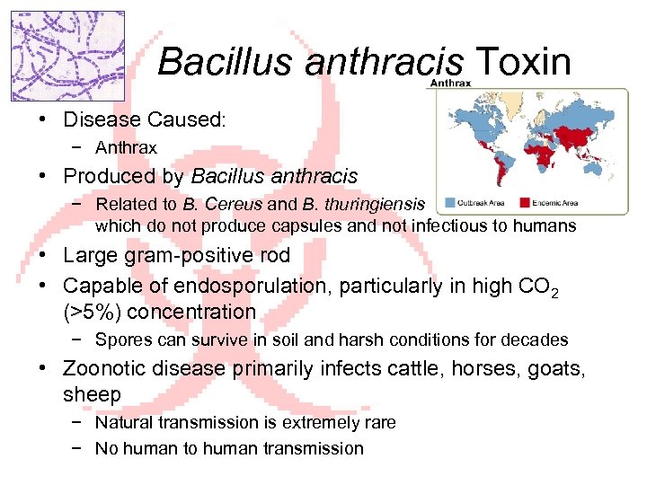 Bacillus anthracis Toxin • Disease Caused: − Anthrax • Produced by Bacillus anthracis −