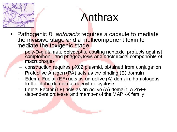 Anthrax • Pathogenic B. anthracis requires a capsule to mediate the invasive stage and