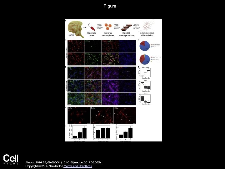 Figure 1 Neuron 2014 83, 69 -86 DOI: (10. 1016/j. neuron. 2014. 05. 035)