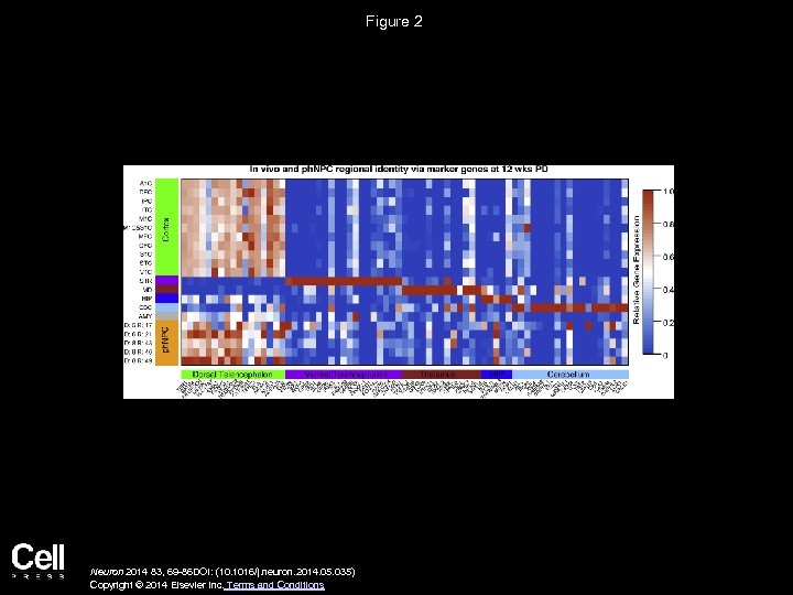 Figure 2 Neuron 2014 83, 69 -86 DOI: (10. 1016/j. neuron. 2014. 05. 035)
