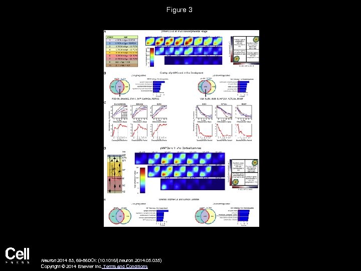 Figure 3 Neuron 2014 83, 69 -86 DOI: (10. 1016/j. neuron. 2014. 05. 035)