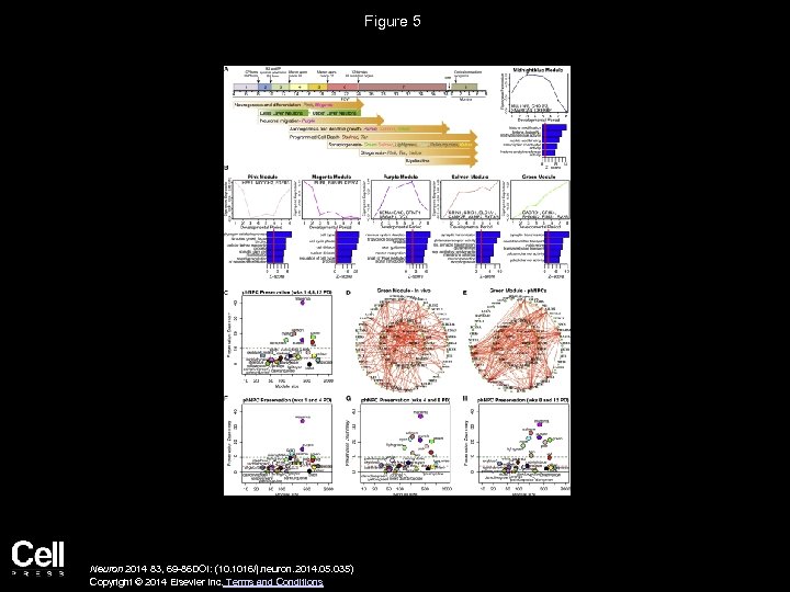 Figure 5 Neuron 2014 83, 69 -86 DOI: (10. 1016/j. neuron. 2014. 05. 035)