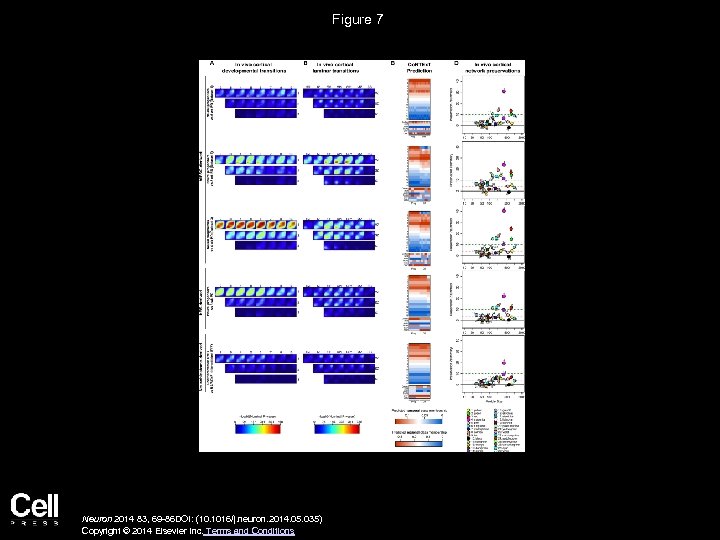 Figure 7 Neuron 2014 83, 69 -86 DOI: (10. 1016/j. neuron. 2014. 05. 035)