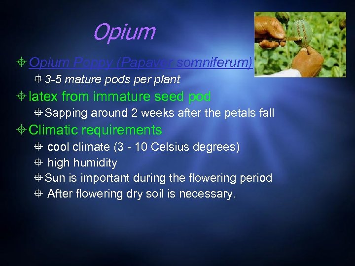 Opium Poppy (Papaver somniferum) 3 -5 mature pods per plant latex from immature seed