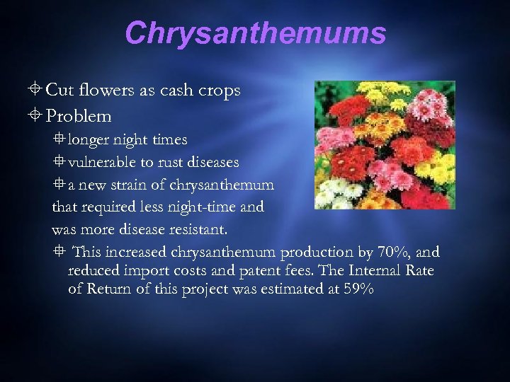 Chrysanthemums Cut flowers as cash crops Problem longer night times vulnerable to rust diseases